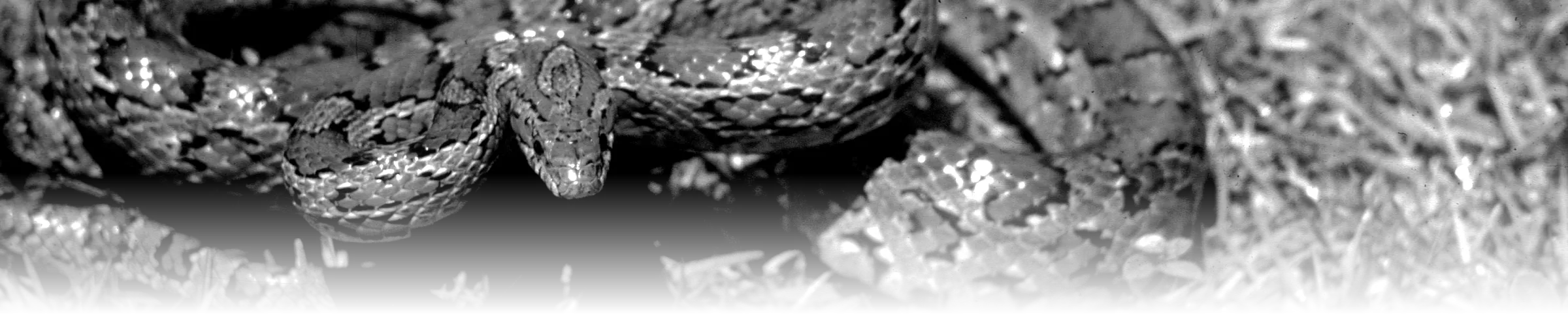 A close-up, desaturated photograph of a tightly coiled snake